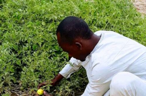 Article : Tchad : La revalorisation de la promotion agricole