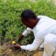 Article : Tchad : La revalorisation de la promotion agricole